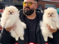 Çağrı Çemçemin Kataloğunun Şampiyonu 
