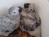 Bebek Jako Papağanı