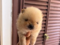 Pomeranian boo gülen yüz