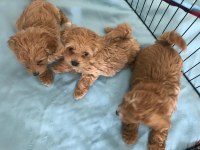 Tarım ve orman bakanlığı ruhsatlı Maltipoo ve Maltese