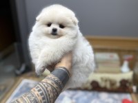 Oyuncak Gibi Tatlı Pomeranian Boo Oğlumuz