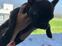 Acil satılık french bulldog