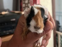Sevimli Guinea pig yavruları