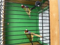 Goldian finch hazır takım
