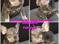 TÜRKİYE DE TEK VELVET BİGROPE FRENCH BULLDOG YAVRULAR