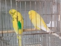 Her türlü muhabbet kuşu türü bulanmakta