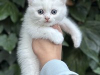British shorthair bebekler