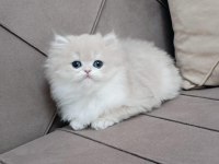A KALİTE BRİTİSH LONGHAİR YAVRULAR
