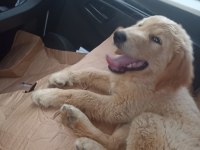 4.5 aylık golden retriever
