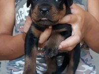 Rottweiler yavrular