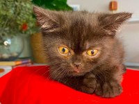 BAKMADAN GEÇMEYİN KEDİLERİMİZE