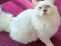Scrli scottish longhair