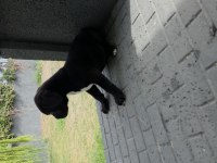 2 AYLIK ERKEK CANE CORSO KÖPEKLER SİYAH DİŞİLER BLUE