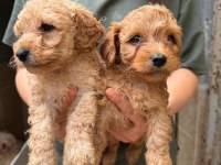 Apricot maltipoo yavrular