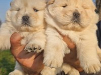 Çin Aslanı Yavru Köpeklerimiz