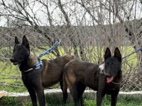 BELCİKA DARK MALİNOİS