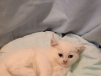 Dünya Güzelleri british shorthair Yeni Yuvasını Arıyor