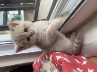 British shorthair sütlü kahve