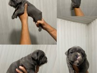 Fransız bulldog yavrularımız erkek dişi mevcut