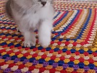 Mama ve kum eğitimleri tamam kediler