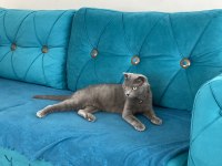 Pakize hanıma sahip arıyoruz scottish fold