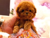 KORE POODLE BEBEKLERİM