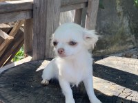 Elma Kafa Safkan Aşıları Tam Chihuahua