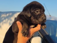 Dünya şampiyonu kan hattı cane corso