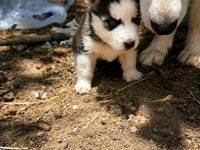 A KALİTE HUSKY YAVRULARI ANKARADAN