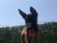 MİNİK TİMSAHLAR BELÇİKA KURDU YAVRULARI