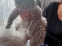 Pofuduk sıfır kulak scottish fold kızımız