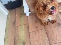 4 aylık poodle yavrum