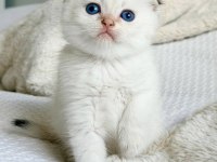 Bebek Surat Silver Scottish Fold 