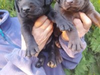 A Kalite Labrador Yavrularım Çikolata