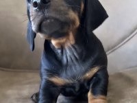 A kalite dachshund yavrular