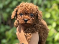 Safkan Toy Poodle Yavruları