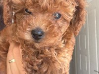 RED BROWN POODLE YAVRUMUZ