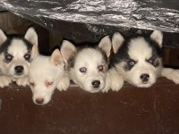 Muhteşem Sibirya Kurdu (Husky) Yavrularımız