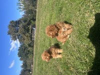 Orjinal minyatür toy poodle yavrular