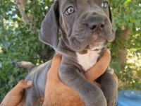 Maviş cane corso