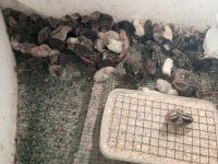 1 Haftalık Çin Bıldırcın Yavruları
