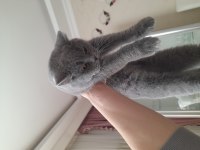 2 yaşında kızanda british shorthair