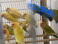 Bebek Sevda Papağanlar Ele Alıştırmalık