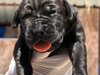 Cane corso köpekler
