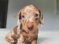 Mini Dachshund Bebekler Aşılı Garantili