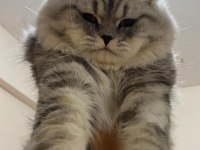 Scottish fold cinsi kedime eş arıyorum