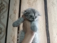 Kediler Çok çok uyguna gidiyorlar