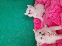 British shorthair blue point yavrularımız hazır