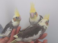 Konyaaltı Antalya Yavru Bebek Sultan Papaganları 2024