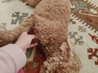 1.5 yaşında erkek toy poodle